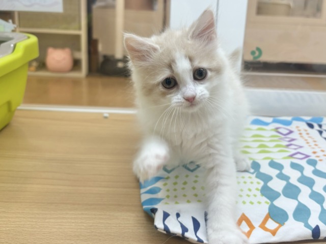 サイベリアン
