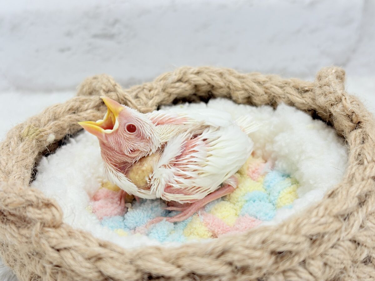 【最新画像更新🪄】透明感が溢れ出る〜🐣🤍アルビノ文鳥 ヒナ アルビノ文鳥