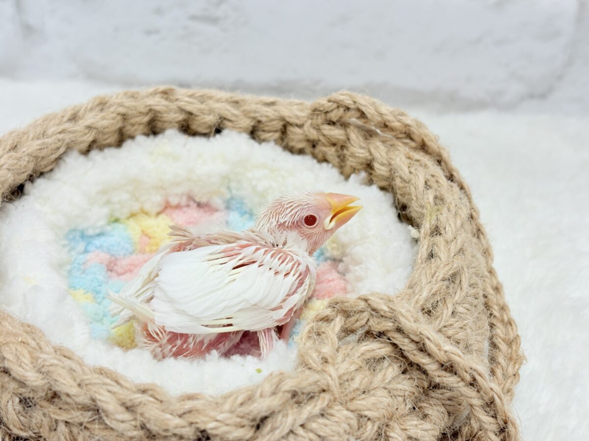 アルビノ文鳥
