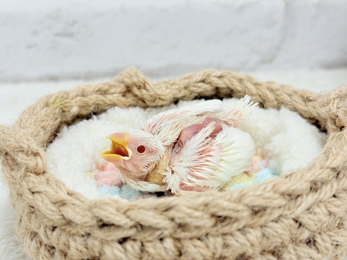 【最新画像更新🪄】透明感が溢れ出る〜🐣🤍アルビノ文鳥 ヒナ アルビノ文鳥