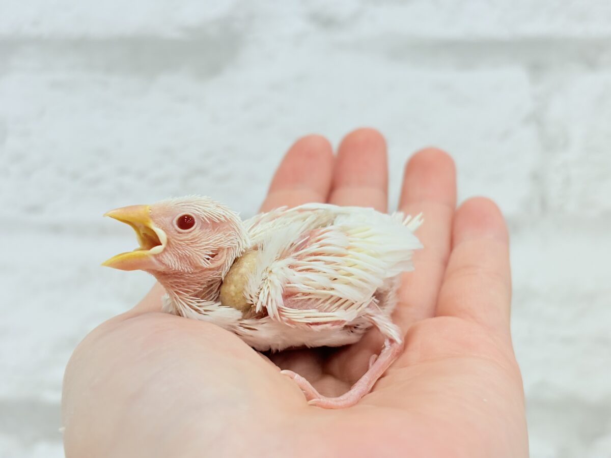 【最新画像更新🪄】透明感が溢れ出る〜🐣🤍アルビノ文鳥 ヒナ アルビノ文鳥