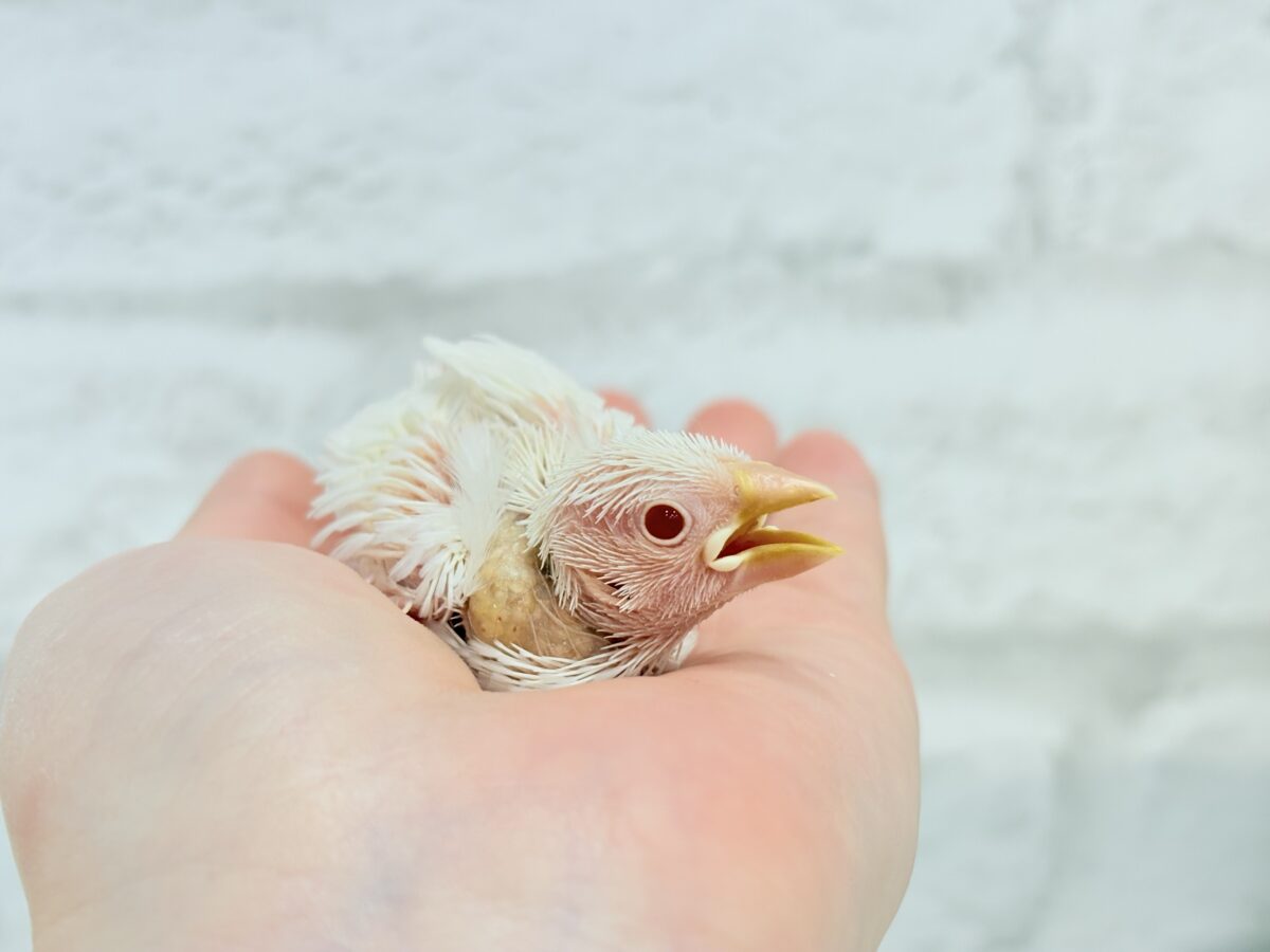 【最新画像更新🪄】透明感が溢れ出る〜🐣🤍アルビノ文鳥 ヒナ アルビノ文鳥