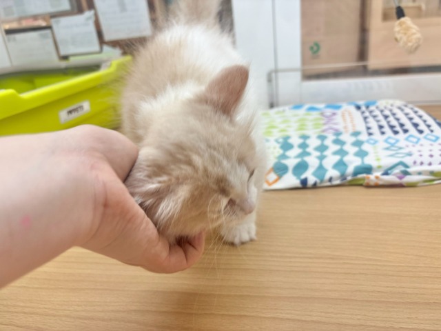 超ホヤホヤ最新画像✨大きなおめめで見つめられたら……サイベリアンくん! サイベリアン