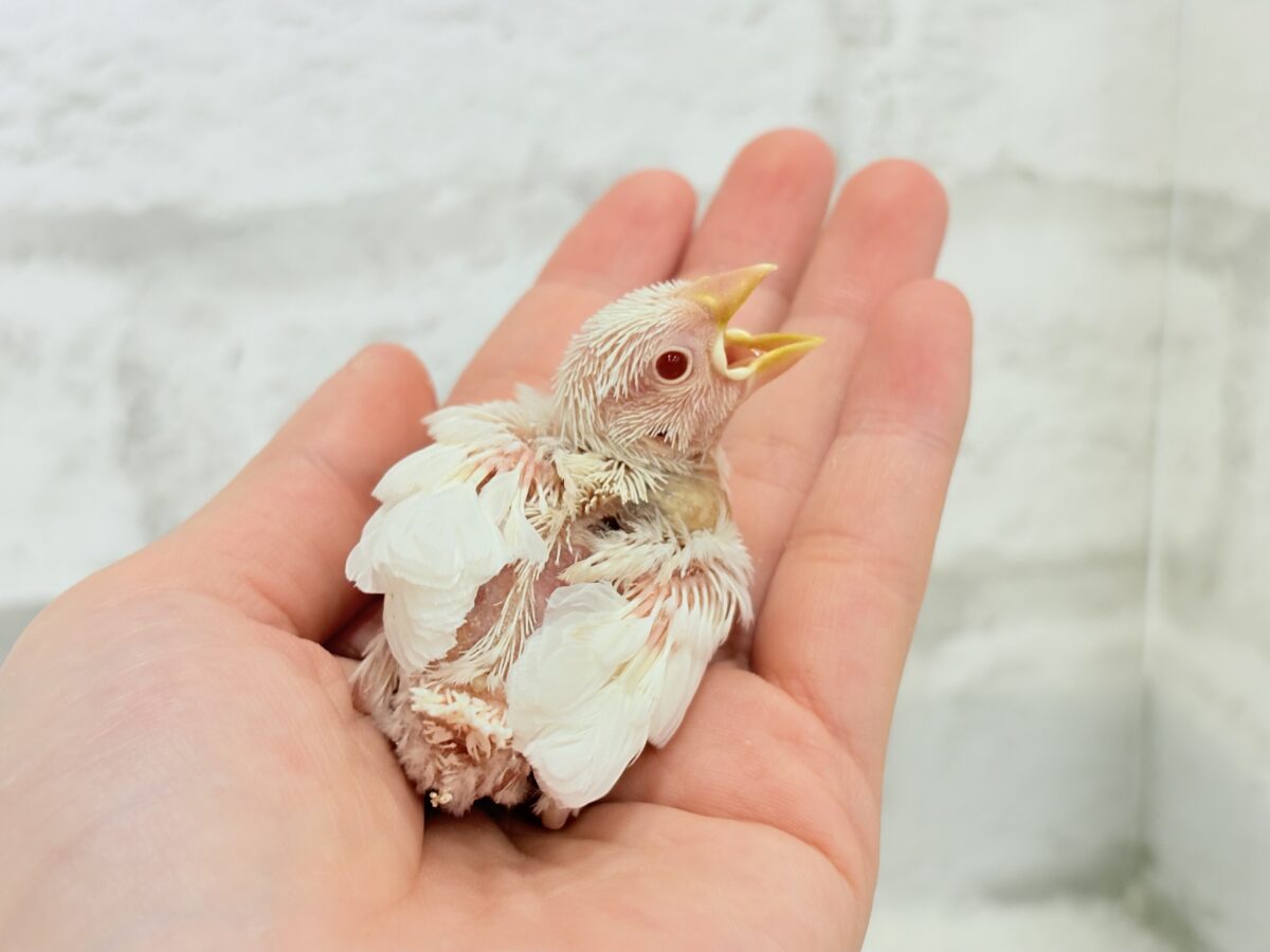 【最新画像更新🪄】透明感が溢れ出る〜🐣🤍アルビノ文鳥 ヒナ アルビノ文鳥