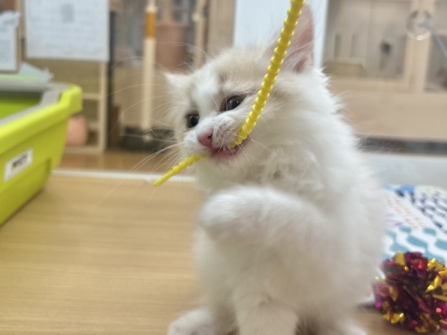 サイベリアン