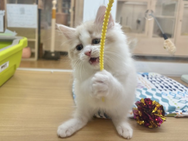 超ホヤホヤ最新画像✨大きなおめめで見つめられたら……サイベリアンくん! サイベリアン