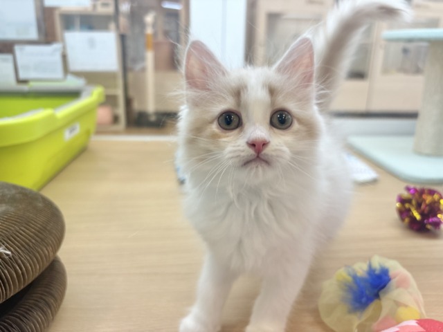 超ホヤホヤ最新画像✨大きなおめめで見つめられたら……サイベリアンくん! サイベリアン