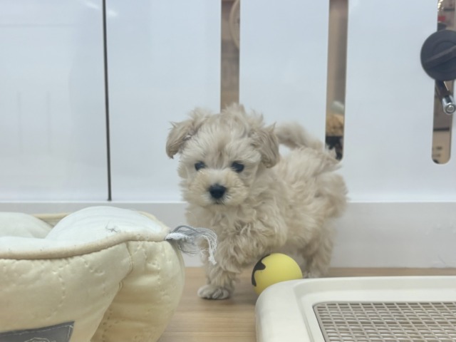 マルプー