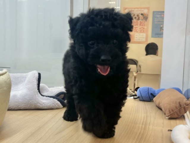 尻尾が止まりませ〜ん!!!トイプードルくん! トイプードル