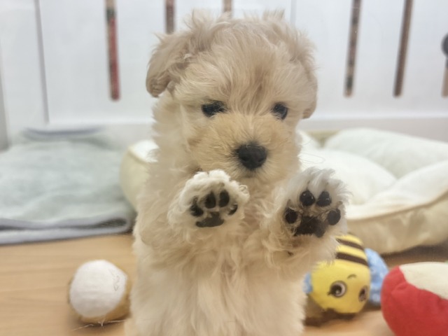 マルプー