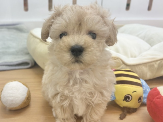 マルプー