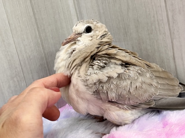 もふもふのBIGピジョン❗️ジュズカケバトの若さん🌟 ジュズカケバト