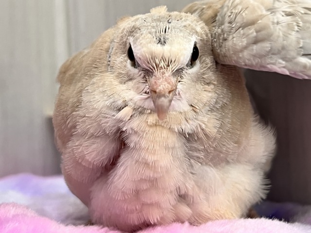 もふもふのBIGピジョン❗️ジュズカケバトの若さん🌟 ジュズカケバト