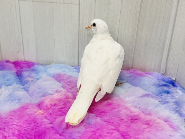 純白の白い鳩🤍凛と美しいギンバトです🕊️ ギンバト