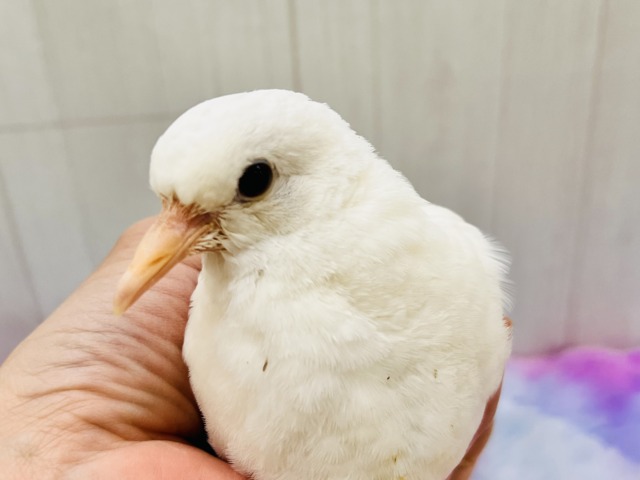 純白の白い鳩🤍凛と美しいギンバトです🕊️ ギンバト