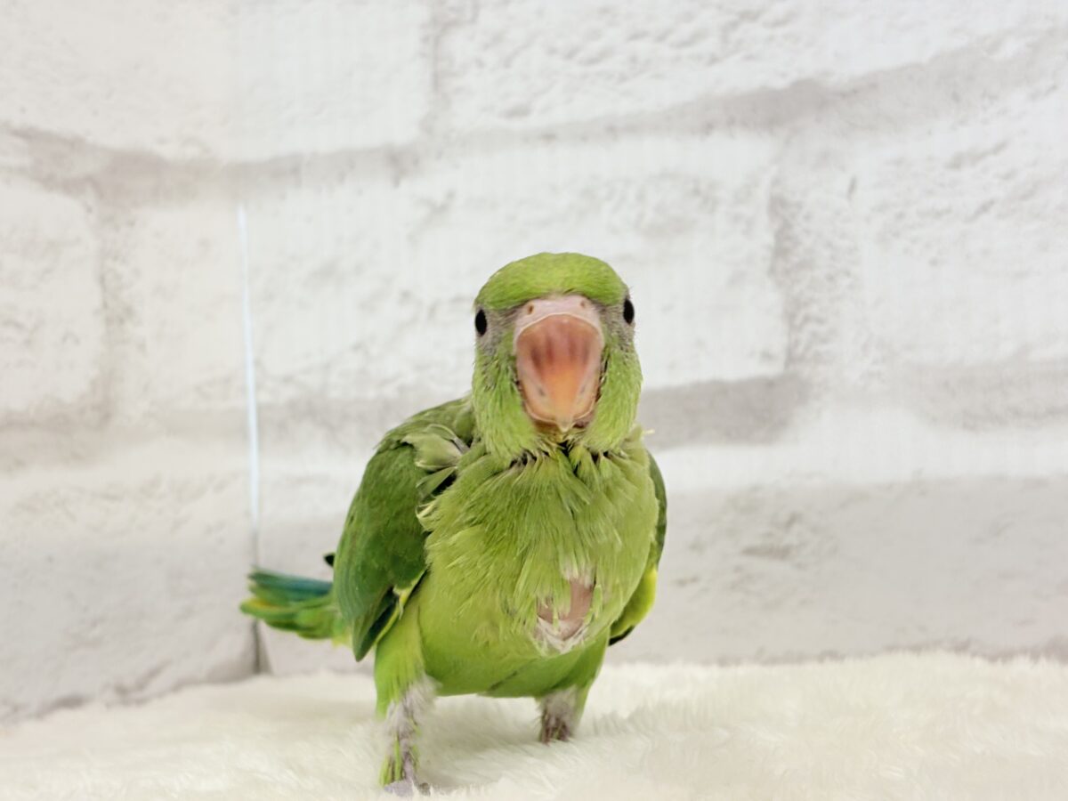 【最新画像更新🪄】可愛らしい鳴き声に癒される🦜🫧ワカケホンセイインコ(グリーン) ヒナ ワカケホンセイインコ(月の輪インコ)