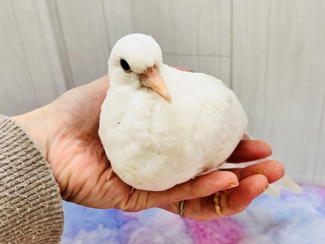 ギンバト
