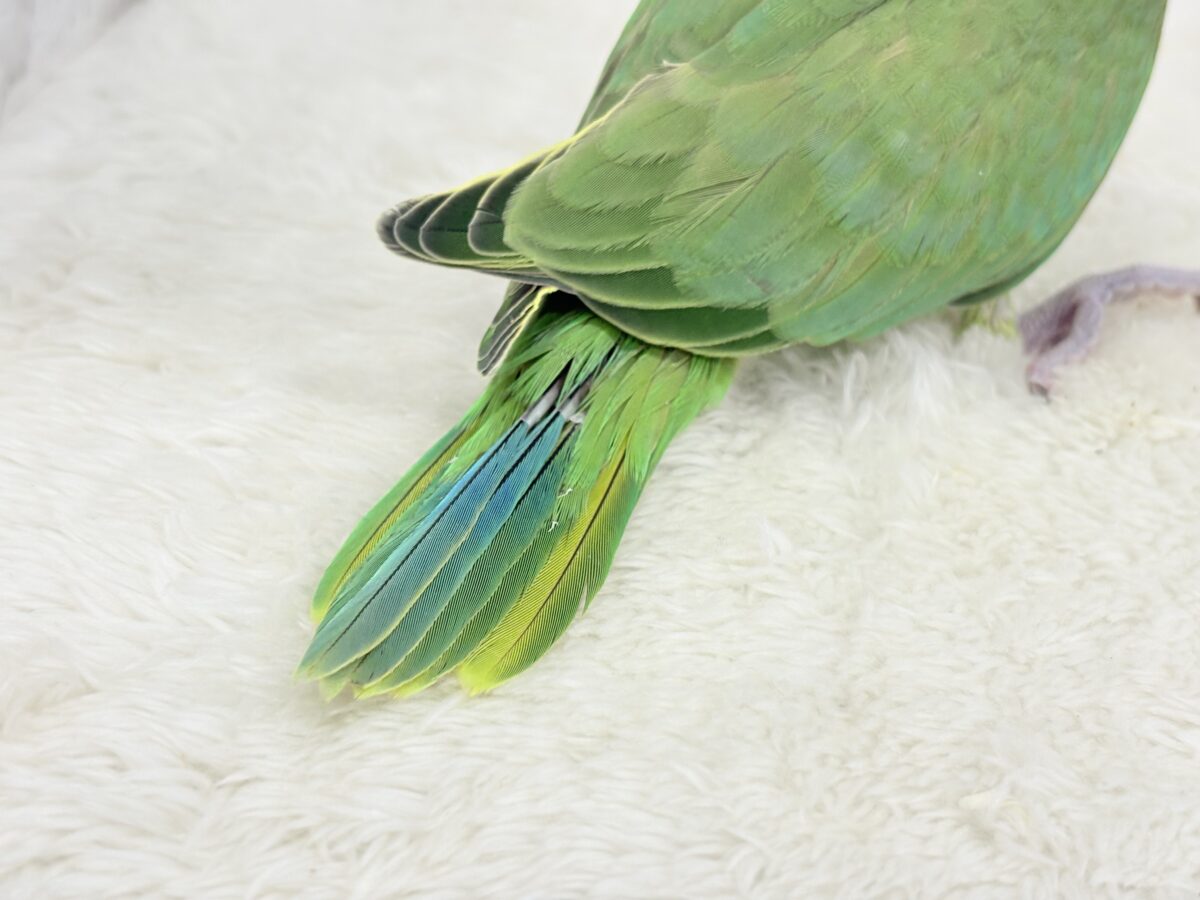 【最新画像更新🪄】可愛らしい鳴き声に癒される🦜🫧ワカケホンセイインコ(グリーン) ヒナ ワカケホンセイインコ(月の輪インコ)