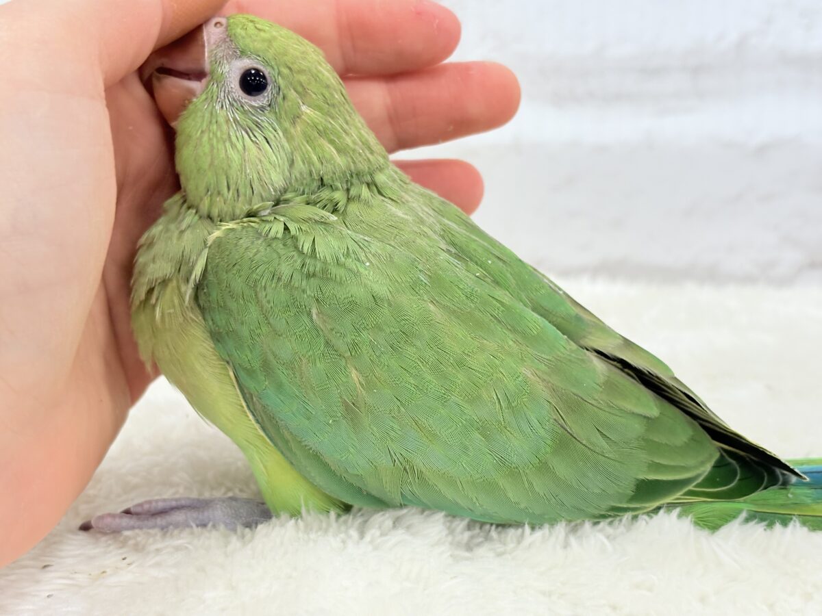 【最新画像更新🪄】可愛らしい鳴き声に癒される🦜🫧ワカケホンセイインコ(グリーン) ヒナ ワカケホンセイインコ(月の輪インコ)