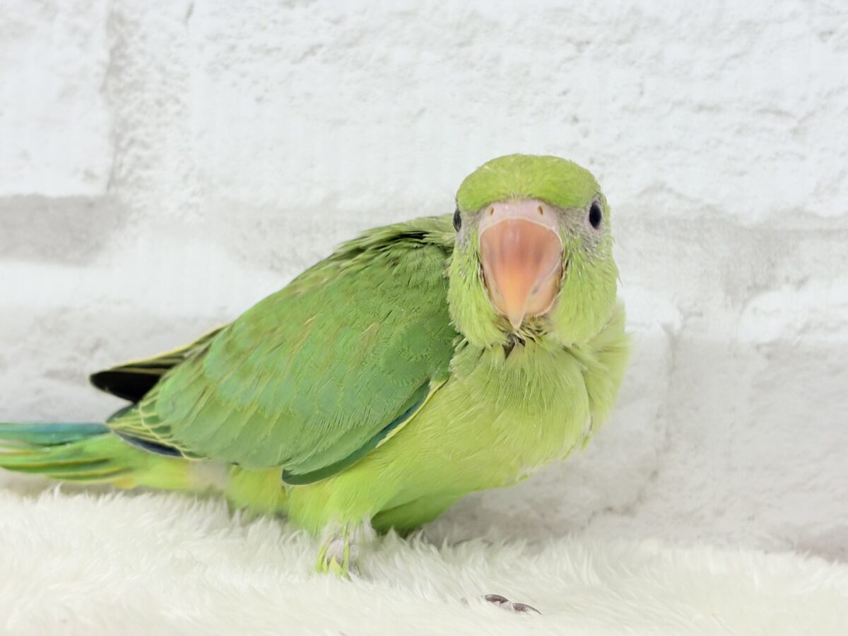 【最新画像更新🪄】可愛らしい鳴き声に癒される🦜🫧ワカケホンセイインコ(グリーン) ヒナ ワカケホンセイインコ(月の輪インコ)