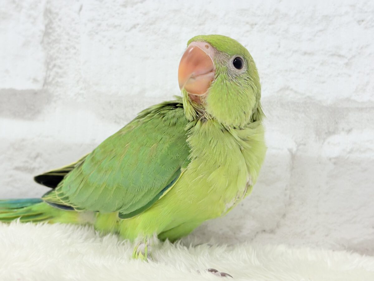 【最新画像更新🪄】可愛らしい鳴き声に癒される🦜🫧ワカケホンセイインコ(グリーン) ヒナ ワカケホンセイインコ(月の輪インコ)