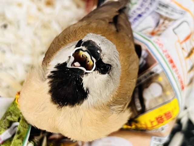 画像更新☆初入荷🔥べたなれ動画更新💓激レア✨フィンチ‼︎喉が黒い〜の!シュバシキンセイチョウ入舎しました! シュバシキンセイチョウ