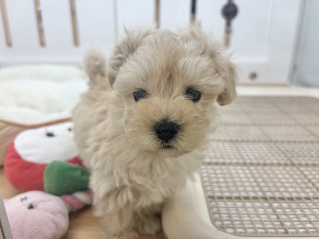 マルプー