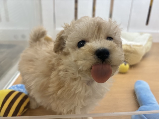 マルプー
