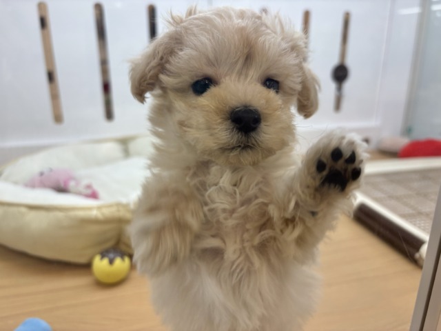 マルプー