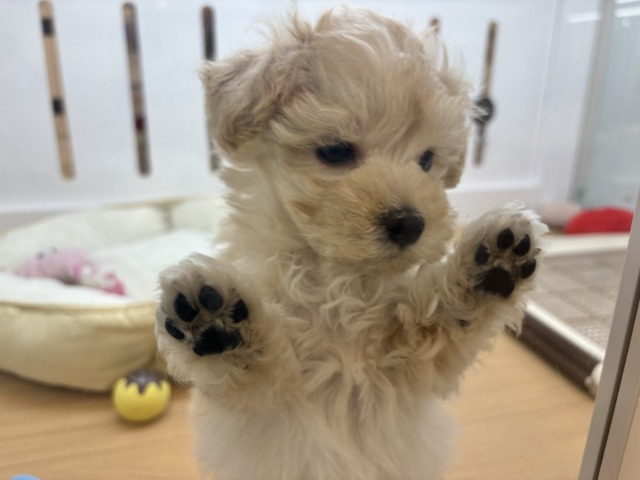 マルプー