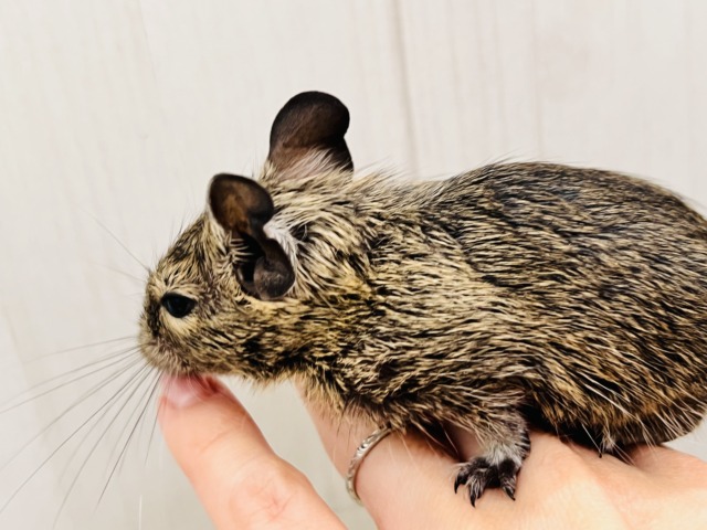 画像更新☆寂しがりやさんなの。🍼幼さ溢れるデグー(アグーチ)の男の子💙 デグー