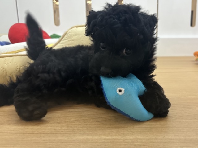 トイプードル