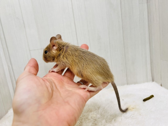 デグー