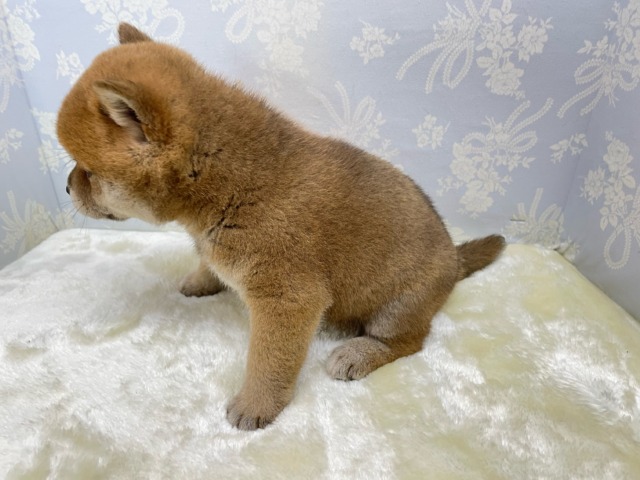 柴犬
