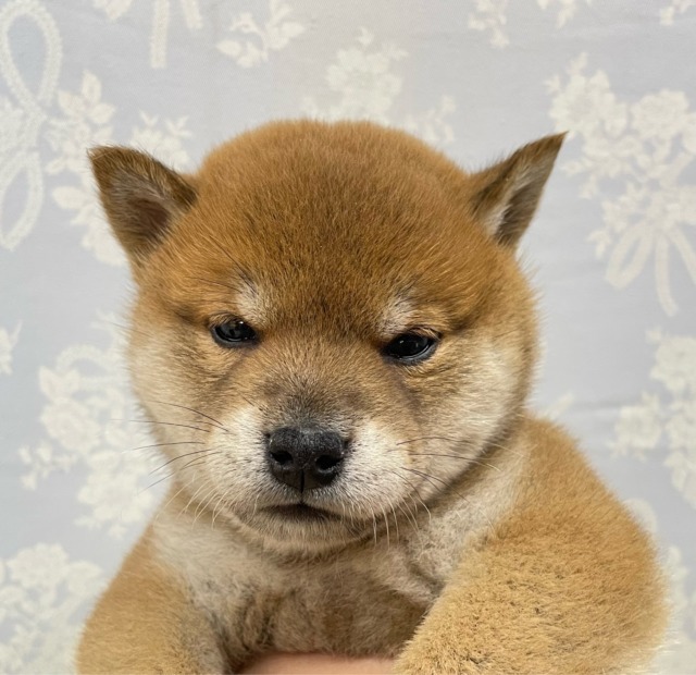柴犬