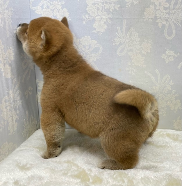 柴犬
