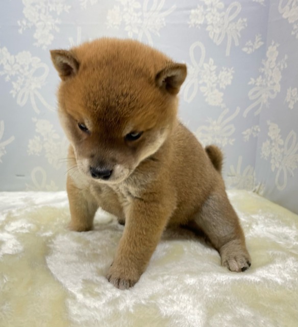 柴犬
