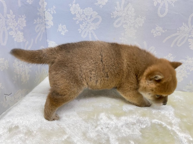 柴犬