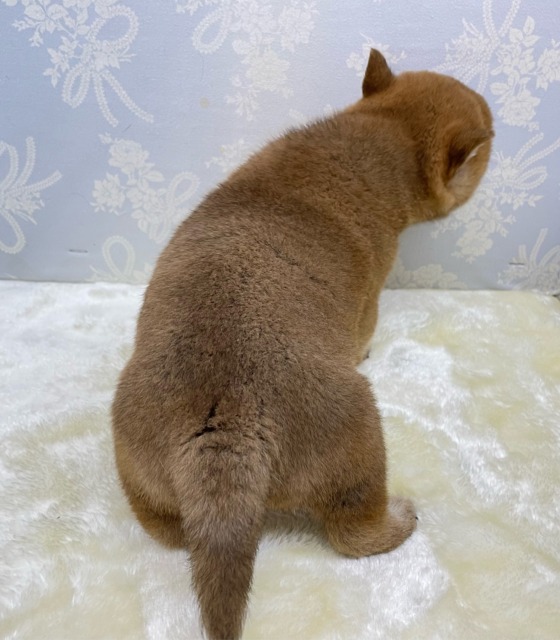 柴犬