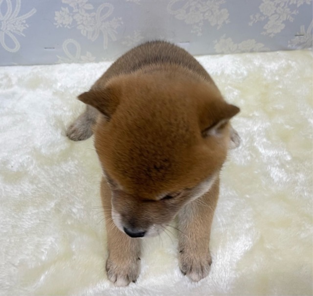 柴犬