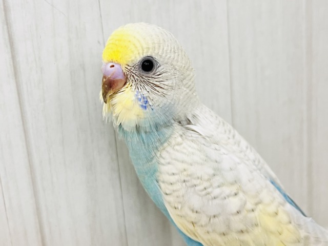 画像更新☆レアカラー✨綺麗な砂浜の様なセキセイインコのパステルレインボースパングル💖 セキセイインコ