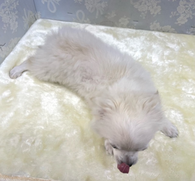 チワワ