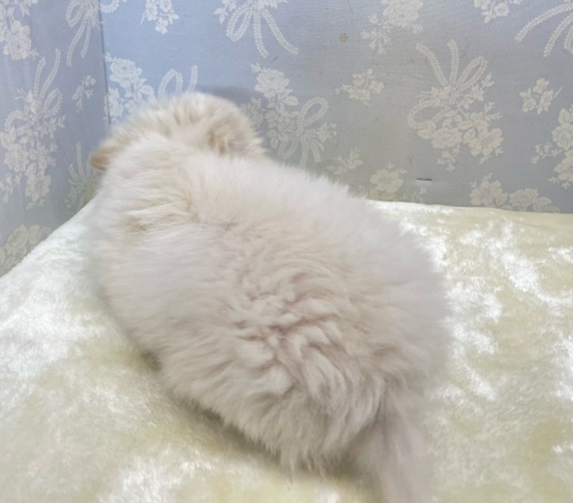 チワワ
