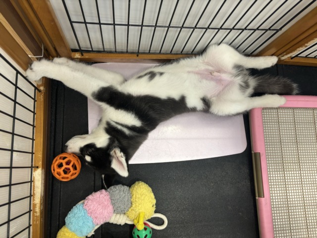 シベリアンハスキー