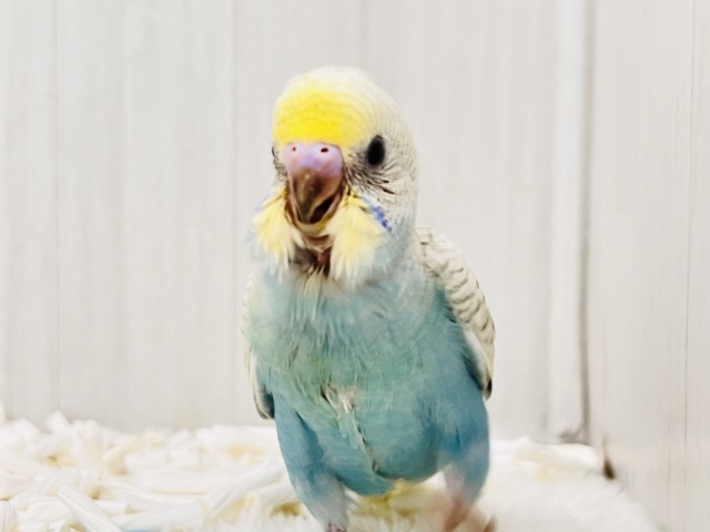画像更新☆レアカラー✨綺麗な砂浜の様なセキセイインコのパステルレインボースパングル💖 セキセイインコ