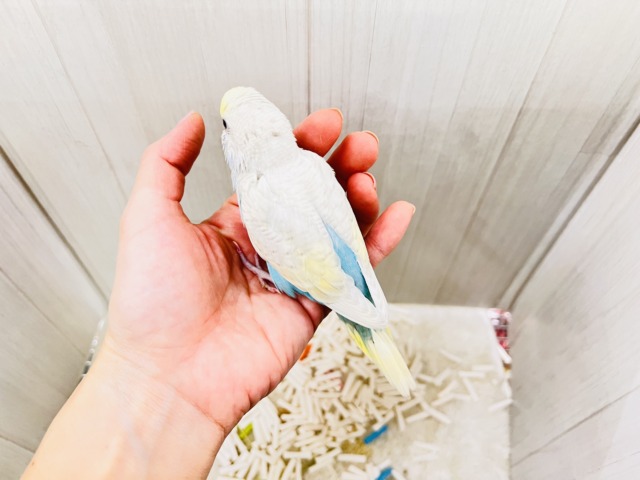 画像更新☆レアカラー✨綺麗な砂浜の様なセキセイインコのパステルレインボースパングル💖 セキセイインコ