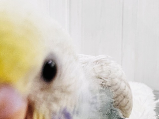 画像更新☆レアカラー✨綺麗な砂浜の様なセキセイインコのパステルレインボースパングル💖 セキセイインコ