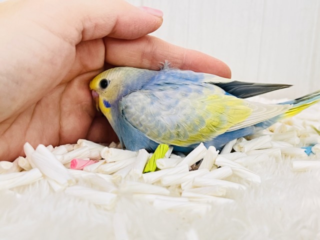 世話好きの甘えん坊💕宝石の様な美しさ💎セキセイインコのパステルレインボー セキセイインコ