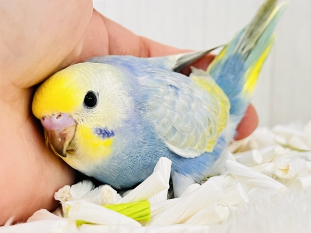 世話好きの甘えん坊💕宝石の様な美しさ💎セキセイインコのパステルレインボー セキセイインコ