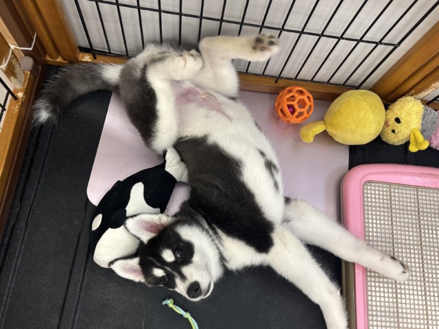 シベリアンハスキー
